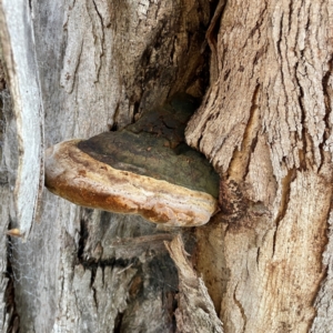 Phellinus sp. (non-resupinate) at Banksia Street Wetland Corridor - 30 Jun 2024 04:01 PM