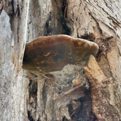 Phellinus sp. (non-resupinate) at Banksia Street Wetland Corridor - 30 Jun 2024 04:01 PM