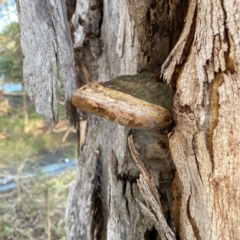 Phellinus sp. (non-resupinate) at Banksia Street Wetland Corridor - 30 Jun 2024 04:01 PM