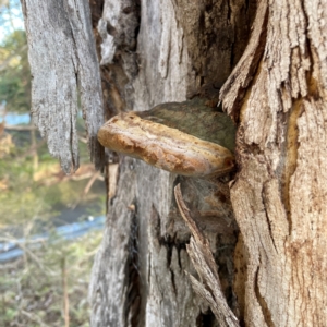 Phellinus sp. (non-resupinate) at Banksia Street Wetland Corridor - 30 Jun 2024 04:01 PM