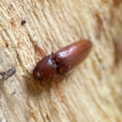 Elateridae sp. (family) at Banksia Street Wetland Corridor - 30 Jun 2024