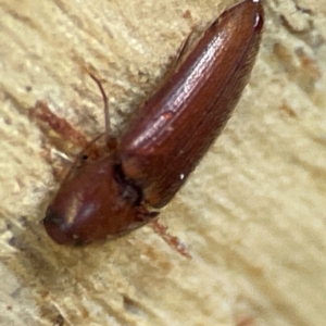 Elateridae sp. (family) at Banksia Street Wetland Corridor - 30 Jun 2024