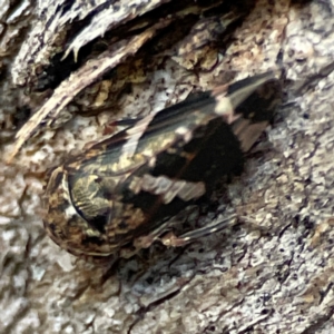 Eurypella tasmaniensis at Banksia Street Wetland Corridor - 30 Jun 2024 04:04 PM