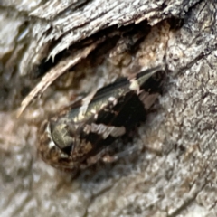 Eurypella tasmaniensis at Banksia Street Wetland Corridor - 30 Jun 2024 04:04 PM