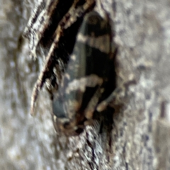 Eurypella tasmaniensis at Banksia Street Wetland Corridor - 30 Jun 2024 04:04 PM