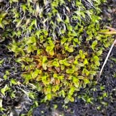 Pottiaceae (family) at O'Connor, ACT - 30 Jun 2024 by Hejor1