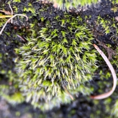 Grimmia sp. at Banksia Street Wetland Corridor - 30 Jun 2024 by Hejor1