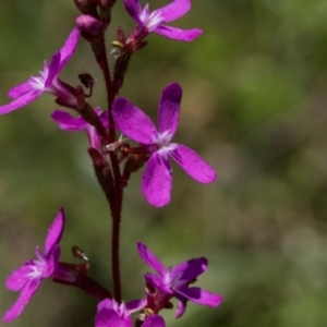 Stylidium (genus) at Tantawangalo, NSW - 18 Jan 2024 12:08 PM