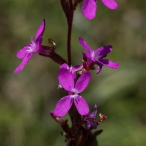 Stylidium (genus) at Tantawangalo, NSW - 18 Jan 2024 12:08 PM