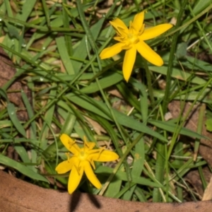 Hypoxis hygrometrica var. hygrometrica at South East Forest National Park - 18 Jan 2024