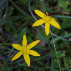 Hypoxis hygrometrica var. hygrometrica at South East Forest National Park - 18 Jan 2024