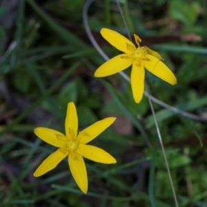 Hypoxis hygrometrica var. hygrometrica at South East Forest National Park - 18 Jan 2024