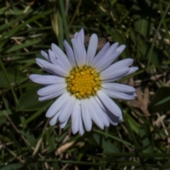 Brachyscome scapigera (Tufted Daisy) at Tantawangalo, NSW - 18 Jan 2024 by AlisonMilton