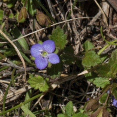 Veronica calycina (Hairy Speedwell) at Glen Allen, NSW - 17 Jan 2024 by AlisonMilton