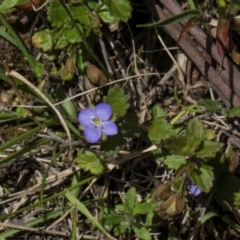 Veronica calycina at Glen Allen, NSW - 18 Jan 2024 10:39 AM