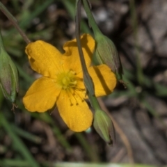 Hypericum gramineum (Small St Johns Wort) at Glen Allen, NSW - 18 Jan 2024 by AlisonMilton