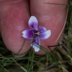 Viola sp. (Violet) at South East Forest National Park - 18 Jan 2024 by AlisonMilton