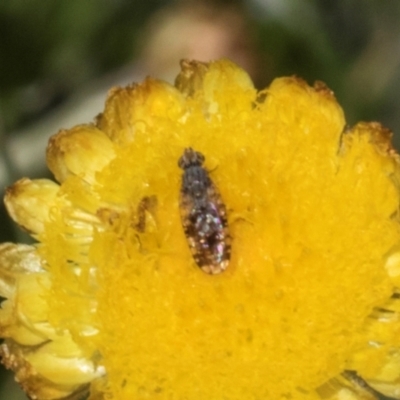 Austrotephritis poenia (Australian Fruit Fly) at Glen Allen, NSW - 17 Jan 2024 by AlisonMilton