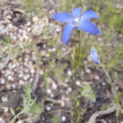 Wahlenbergia sp. (Bluebell) at Walgett, NSW - 3 Jul 2024 by MB