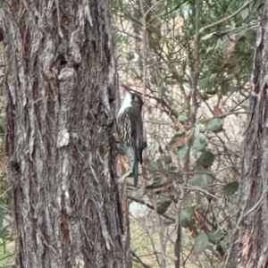 Cormobates leucophaea at The Pinnacle - 4 Jul 2024 10:07 AM