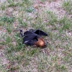 Pteropus poliocephalus (Grey-headed Flying-fox) at Page, ACT - 29 Feb 2024 by smimaree