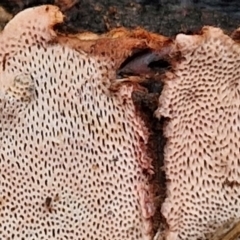 zz flat polypore - not white(ish) at Flea Bog Flat, Bruce - 4 Jul 2024 by trevorpreston