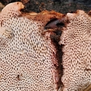 zz flat polypore - not white(ish) at Bruce Ridge to Gossan Hill - 4 Jul 2024 01:00 PM