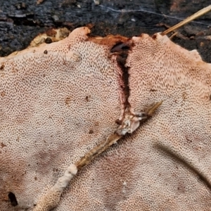 zz flat polypore - not white(ish) at Bruce Ridge to Gossan Hill - 4 Jul 2024 01:00 PM