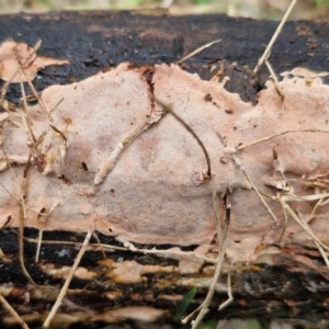 zz flat polypore - not white(ish) at Bruce Ridge to Gossan Hill - 4 Jul 2024 01:00 PM