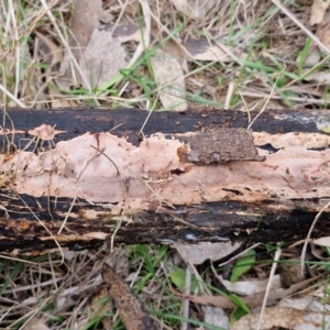 zz flat polypore - not white(ish) at Bruce Ridge to Gossan Hill - 4 Jul 2024 01:00 PM