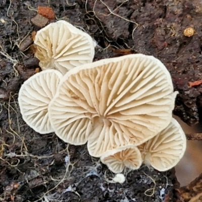 zz Agaric (stemless) at Bruce Ridge to Gossan Hill - 4 Jul 2024 by trevorpreston