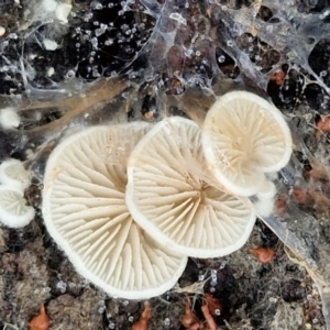 zz Agaric (stemless) at Bruce Ridge to Gossan Hill - 4 Jul 2024 12:55 PM