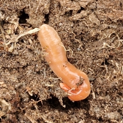 Australoplana alba (A flatworm) at Flea Bog Flat, Bruce - 4 Jul 2024 by trevorpreston