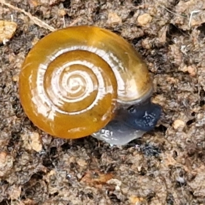 Oxychilus alliarius (Garlic Snail) at Flea Bog Flat, Bruce - 4 Jul 2024 by trevorpreston