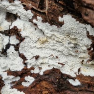 Corticioid fungi at Bruce Ridge to Gossan Hill - 4 Jul 2024 12:48 PM