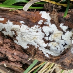 Corticioid fungi at Bruce Ridge to Gossan Hill - 4 Jul 2024 12:48 PM