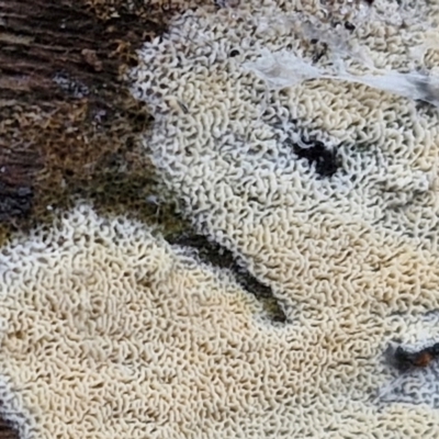 zz flat polypore - white(ish) at Bruce Ridge to Gossan Hill - 4 Jul 2024 by trevorpreston