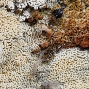 zz flat polypore - white(ish) at Bruce Ridge to Gossan Hill - 4 Jul 2024 12:43 PM