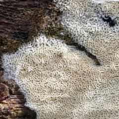 zz flat polypore - white(ish) at Bruce Ridge to Gossan Hill - 4 Jul 2024 12:43 PM