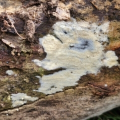 zz flat polypore - white(ish) at Bruce Ridge to Gossan Hill - 4 Jul 2024 12:43 PM