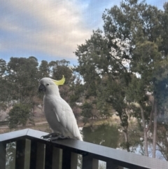 Cacatua galerita (Sulphur-crested Cockatoo) at Australian National University - 3 Jul 2024 by Choyster