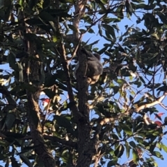 Phascolarctos cinereus (Koala) at Brunswick Heads, NSW - 18 Sep 2020 by WallumWarrior