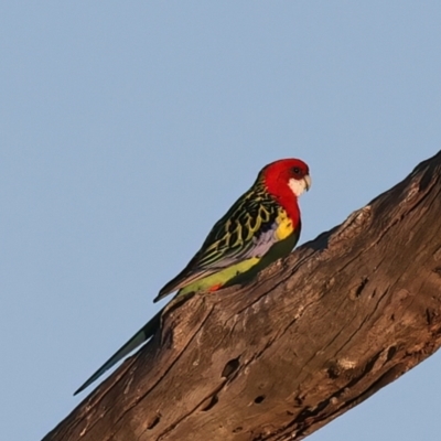 Platycercus eximius (Eastern Rosella) at Winton North, VIC - 23 Jun 2024 by jb2602