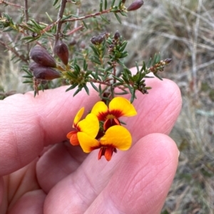 Dillwynia phylicoides at Aranda, ACT - 4 Jul 2024