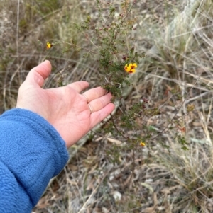 Dillwynia phylicoides at Aranda, ACT - 4 Jul 2024 03:43 PM