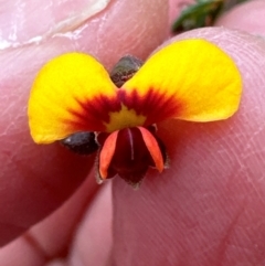 Dillwynia phylicoides at Aranda, ACT - 4 Jul 2024