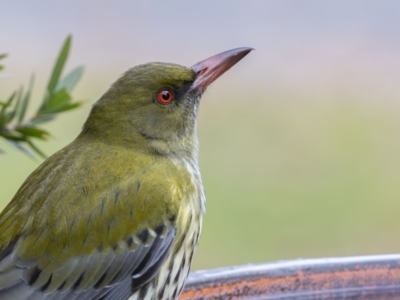 Oriolus sagittatus (Olive-backed Oriole) at Symonston, ACT - 4 Jul 2024 by rawshorty