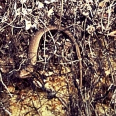 Lampropholis guichenoti (Common Garden Skink) at Birrigai - 4 Jul 2024 by jac