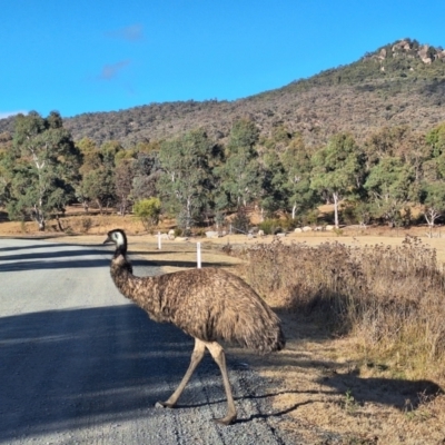 Dromaius novaehollandiae (Emu) at Birrigai - 3 Jul 2024 by jac