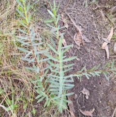 Pimelea treyvaudii at Birrigai - 4 Jul 2024